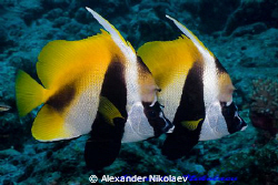 Long-fin bannerfish. Canon 40D, SIGMA 50mm macro. by Alexander Nikolaev 